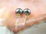 6.5-7mm black bread freshwater pearl stud earrings