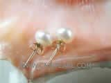 6.5-7mm white bread freshwater pearl stud earrings